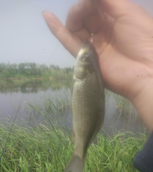  「麻雀」早晨钓鱼鱼口很好，鲫鱼虽小却过瘾