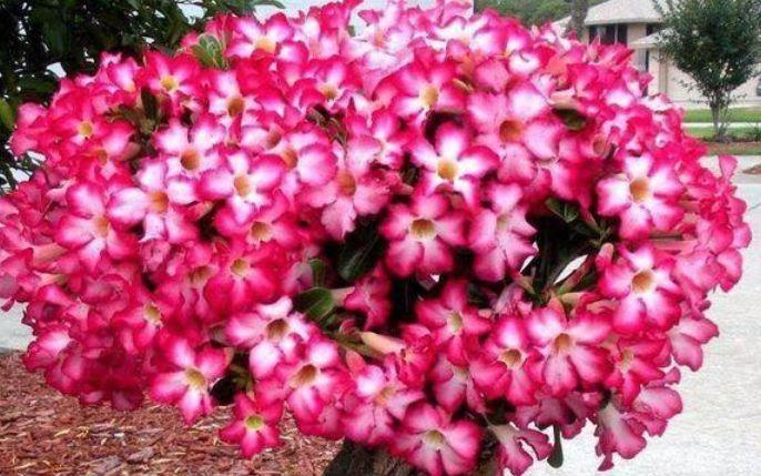 【费事】“5种花”特别适合阳台养,简单好养、开花多,不费事就能养好!