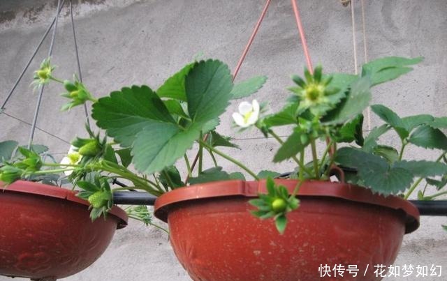 死贵死贵|死贵死贵的草莓,1个花盆就能种出来,比买的还好吃!