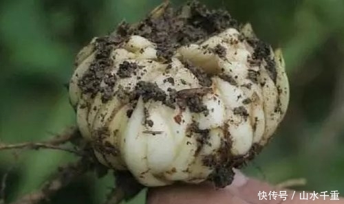  「稀罕」农村一种野菜，30年前天天吃，满山没人要，如今25元一