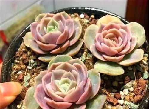  「蓝色」多肉蓝色惊喜，养护简单颜色绚丽，牢记“3多1少”，变成大果冻