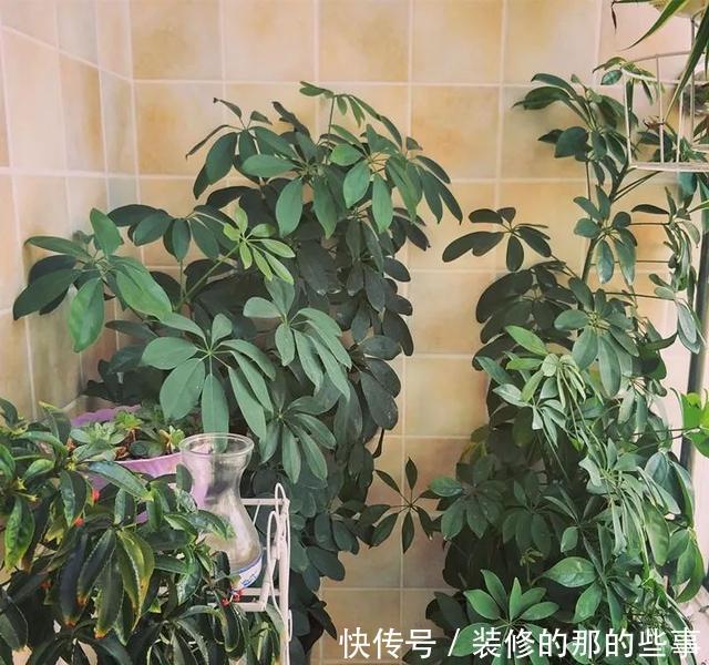  『花钱买』养花技巧：最难养的3种花，扦插100%活，下次别再花钱买啦