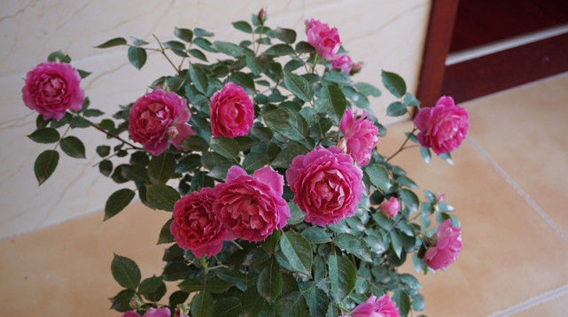  『沁人心脾』漂亮不输玫瑰，花香“沁人心脾”花期长，养护简单值得拥有！