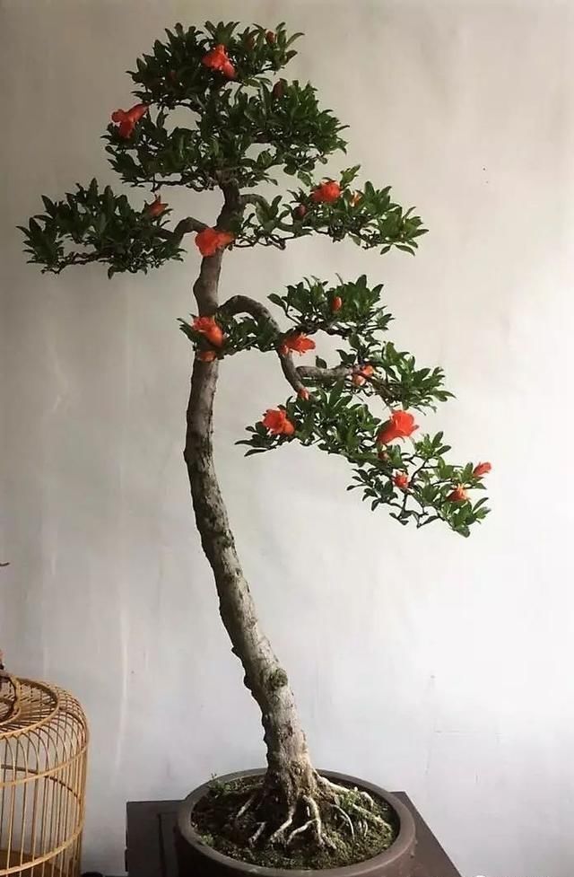 中国?新沂第二届精品盆景展回顾