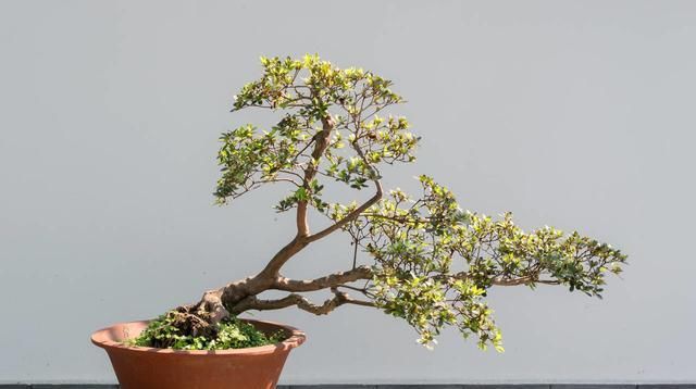  香味■家里养“4种花”,越晒开花越旺,花大色艳、香味浓郁,你知道吗