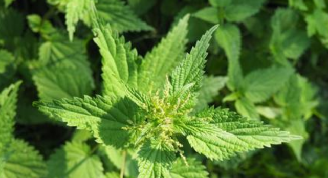 农村野外才有的植物，过去农民不重视，如今被称为“百草之王”