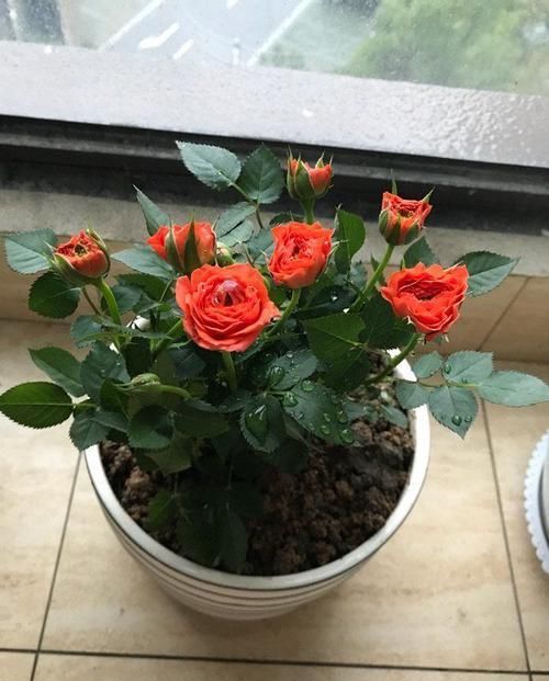 #不妨#人想要温馨花园?不妨养盆”耐旱花“,叶子肥花色艳,繁盛迷人