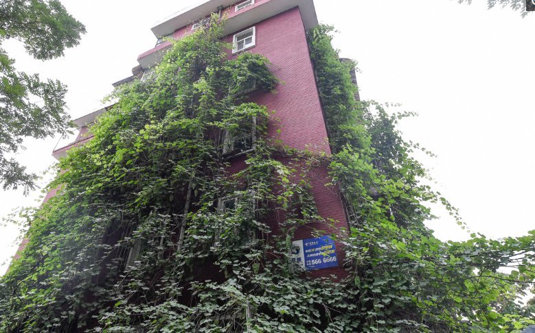 老奶奶二十五年前栽下葡萄，如今爬满五层楼，物业却说要剪掉