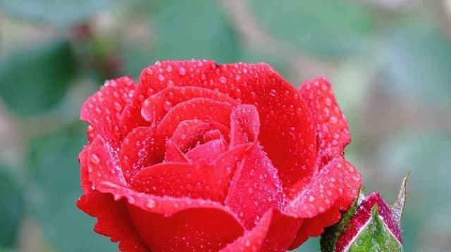  「嫁接苗」全世界最好看的花属于月季花,花开那么美又好养,怎能不心动