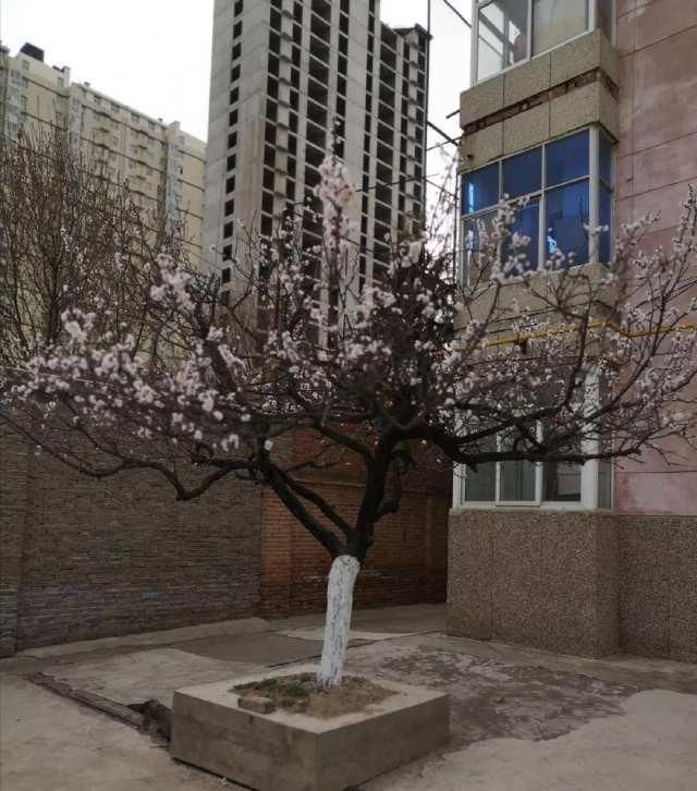  [画中游]春在枝头俏，人在画中游