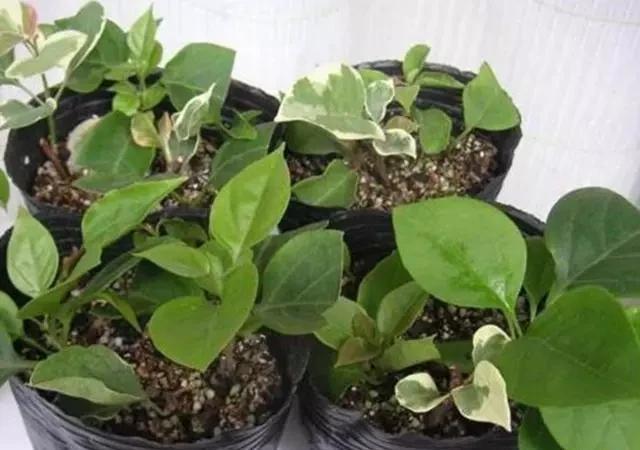 修剪下|喜欢养花就得学会扦插,用4种植物练手,保证插一个活一个