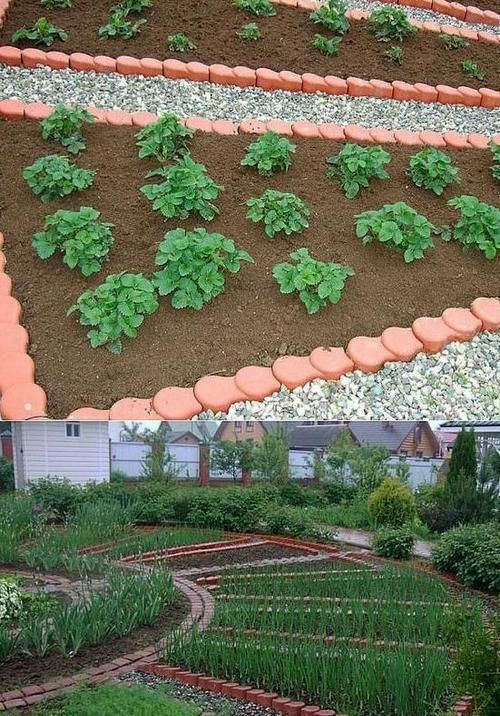  蔬菜瓜果■从院子到家里到处都能种菜，跟种花一样简单漂亮，还能省些买菜钱
