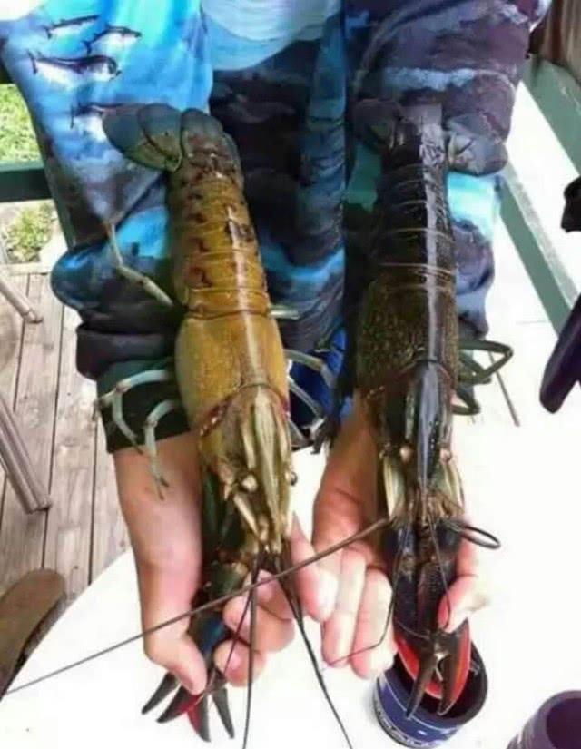  小龙虾@中国引进“淡水蓝虾”，一只可重达600克，或将代替小龙