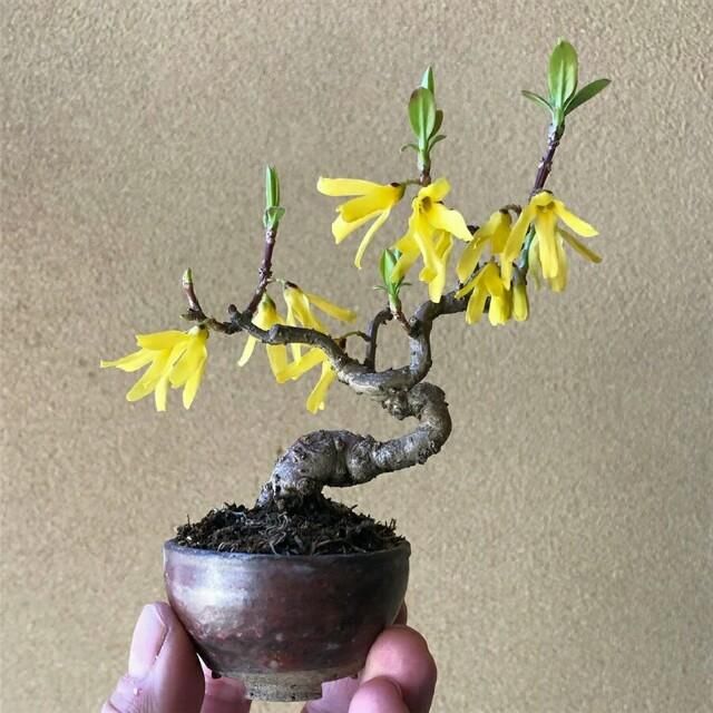  开花■掌上开花，真好看！