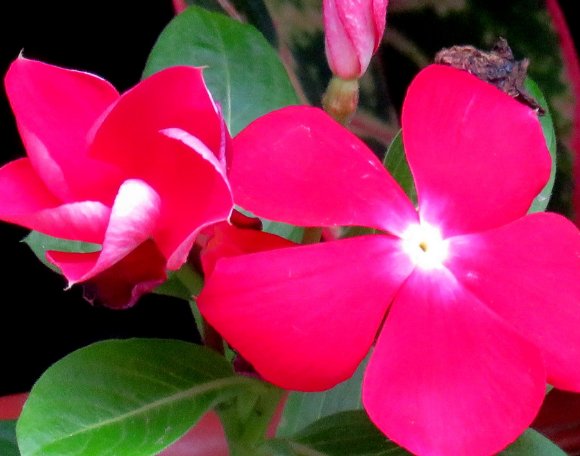  『凤仙花』家中有阳台，推荐养这些花卉，花开成团成簇，花朵艳丽又好看