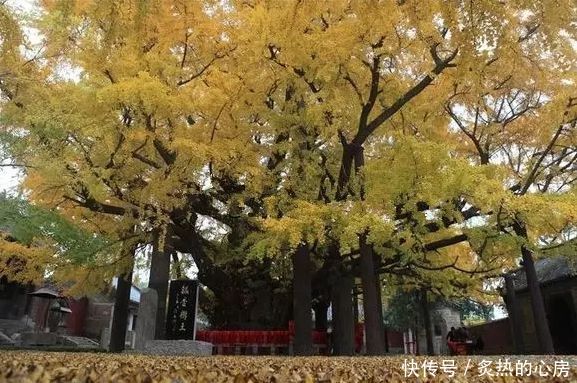 中国最古老的5颗大树,最后一棵有5000多年历史被称为"柏树之王