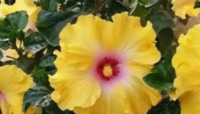  【名字】这3种花名字虽土，花朵一个比一个好看，就是没人敢在家里养