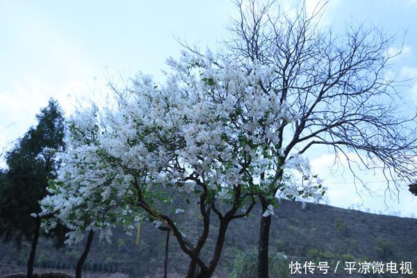  【春天】甘肃平凉老宅院内白丁香花又开了