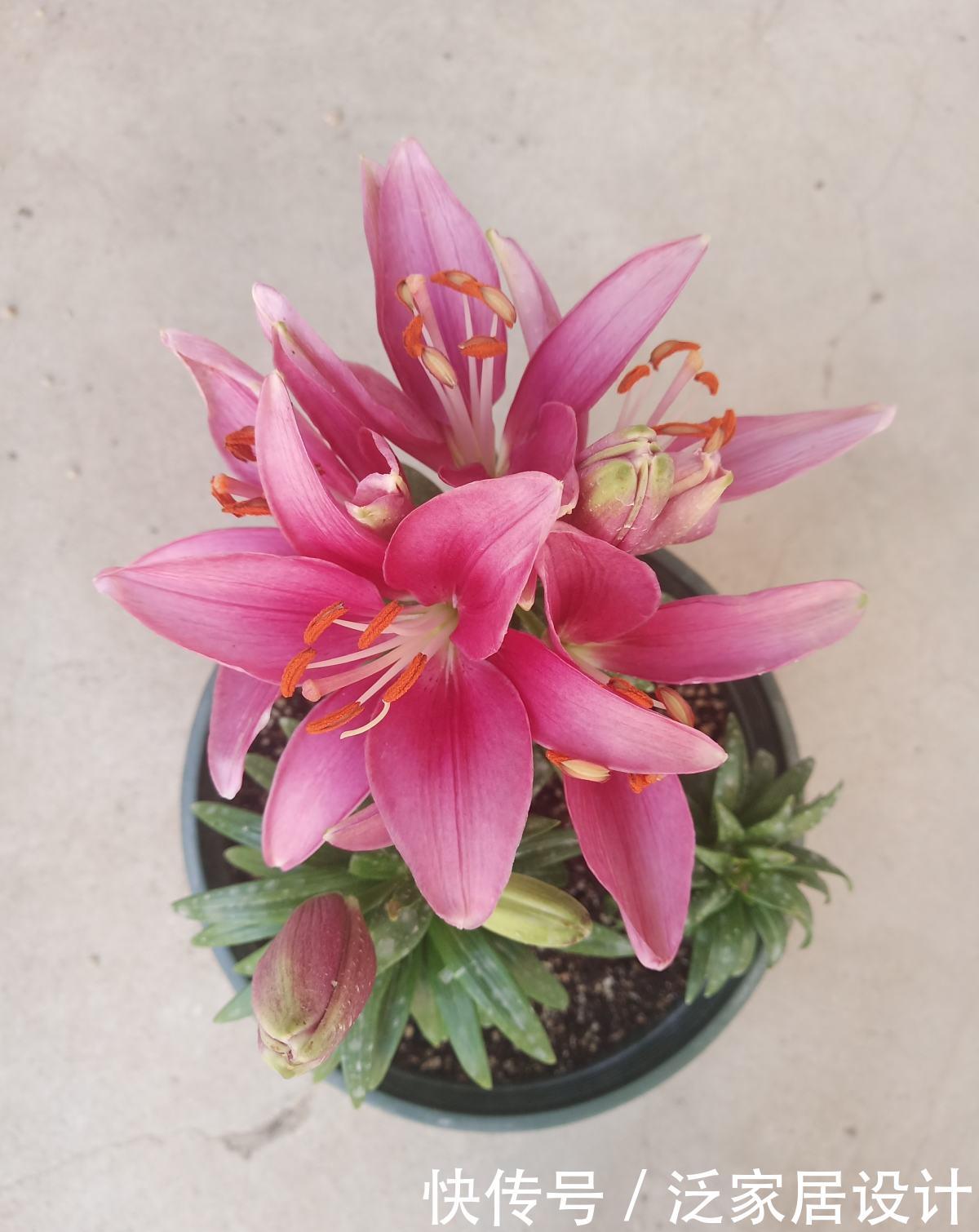 花店里面:花店买花太贵了,养4种花,掐个枝在家就能养