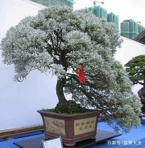  树冠：这种盆景在西藏常见，宏伟壮观，这便是雪松盆景！