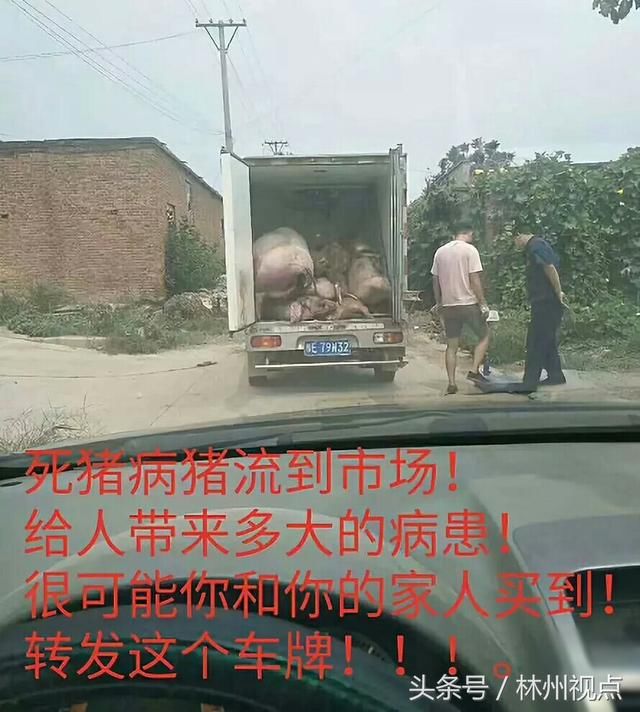 不造谣，不信谣，不传谣关于病死猪的谣传 真相在这里