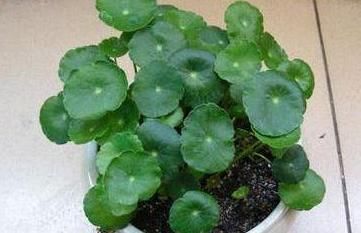  #旺盛#这“3种”植物最爱“喝”水，浇水越多越旺盛，赶紧在家养一盆！