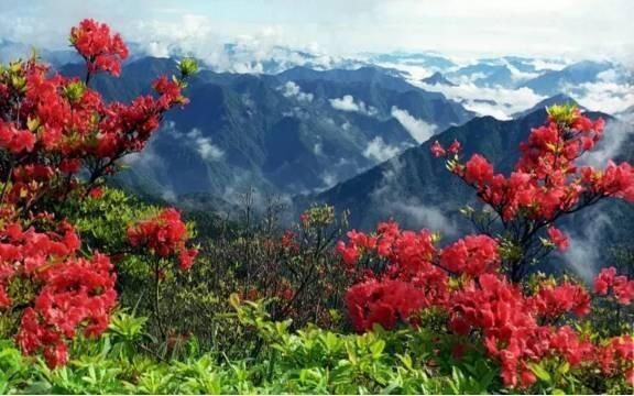  【花中】中国10大名花，哪个是你的最爱？