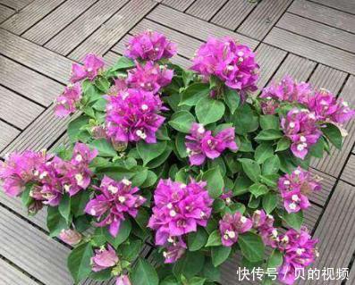  花开一：这5种花，一开就是200多天，养护简单易爆盆，花开一夏！