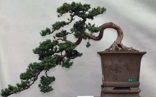  [赚头]养花真有讲究，这“2种”植物，样貌丑也要养，镇宅旺运有赚头