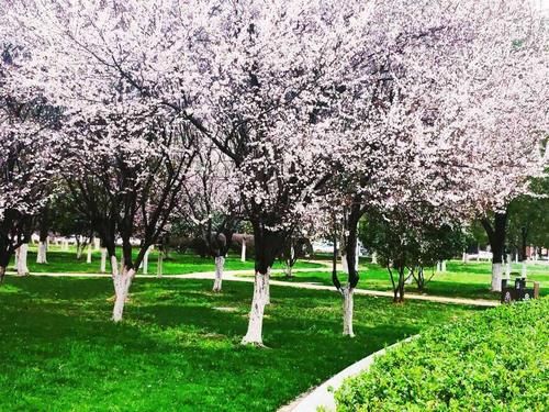  美轮美奂|湖南衡阳：太阳广场紫叶李花开烂漫，状若雾凇染霞，美轮美奂!