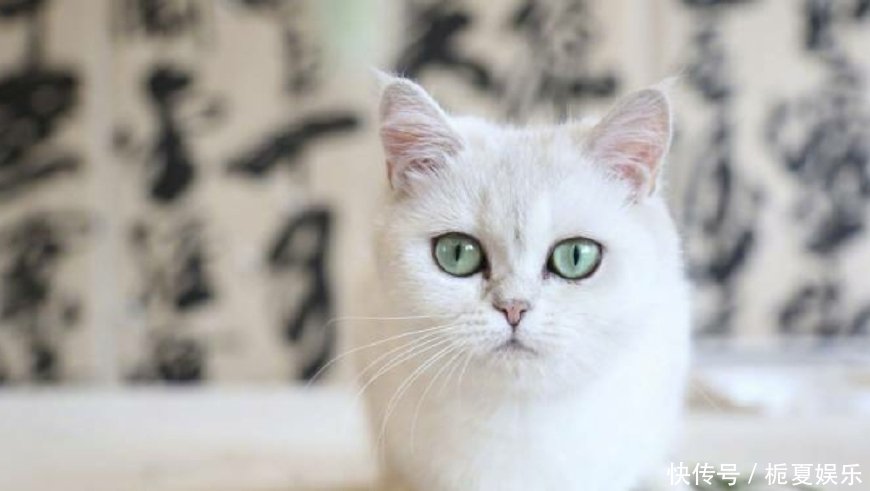 铲屎官要打官司？知名博主预测接下来剧本，嘲笑铲屎官在作秀