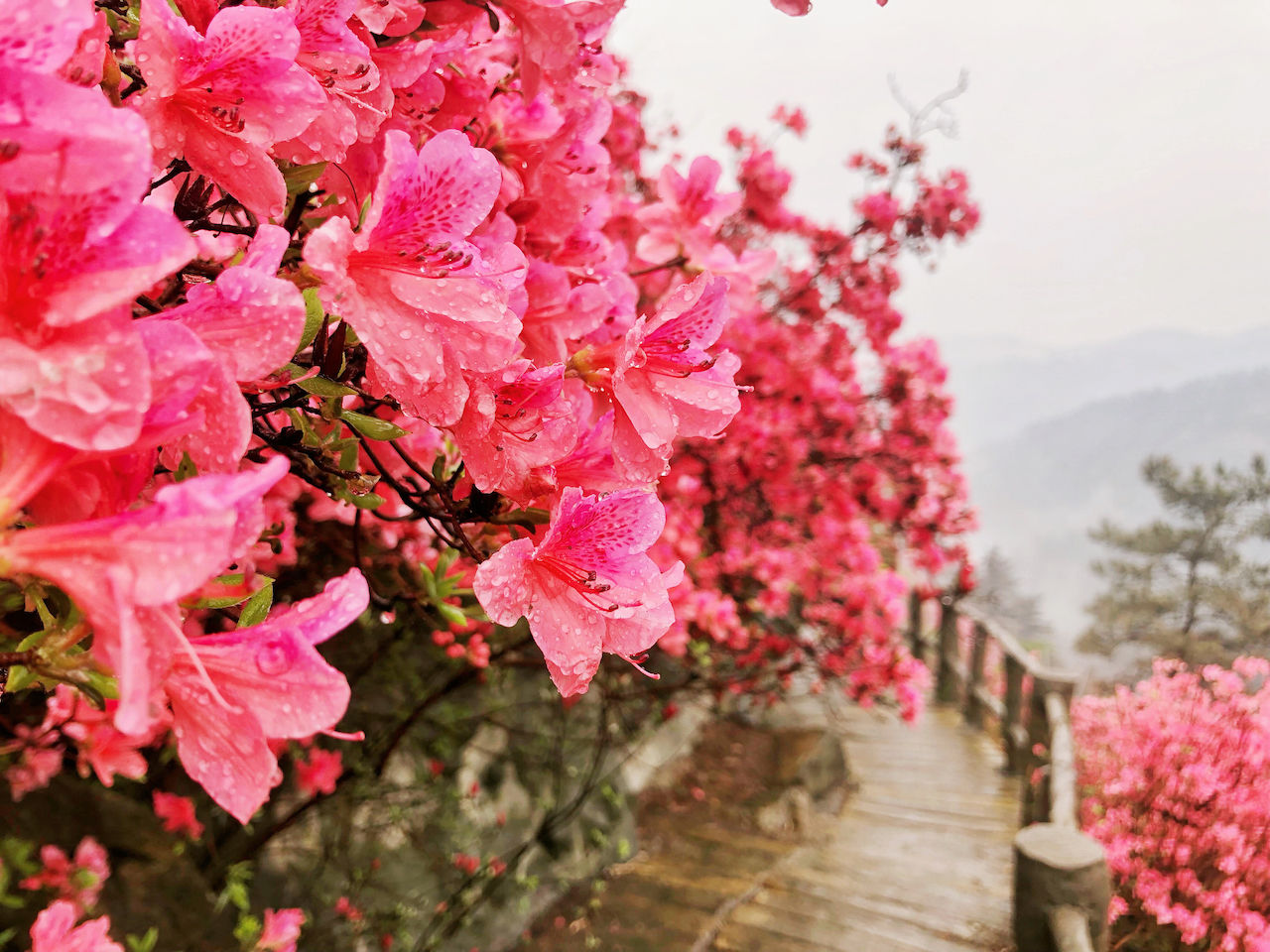 武汉周边游3??丨黄陂赏花和登山徒步，推荐这四个景区必须打卡