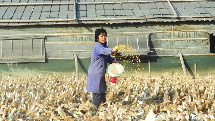  【点名】农村禁养出台，这3类已被点名列入禁养名单，农民别抱侥