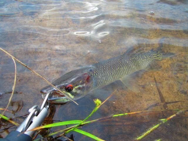  贪婪@新疆钓狗鱼，生性粗暴贪婪，一天可以吃掉和自己体重相当的