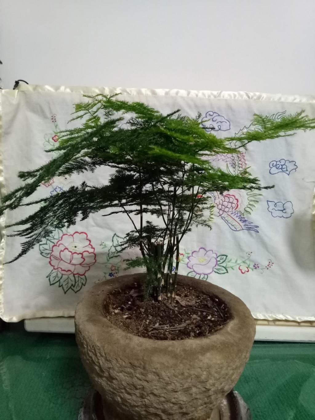  家里的文竹|文竹一到夏天就徒长，枝条乱爬太难看，其实矮壮很简单！