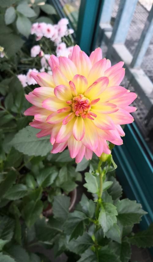  天竺牡丹：喜欢玫瑰，不如养盆“珍品菊花”蜡菊，花型大气，素雅耐看！