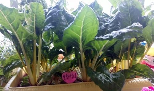  『邻居』阳台种菜，一个月长满盆，新鲜韭菜一茬接一茬，吃不送邻居