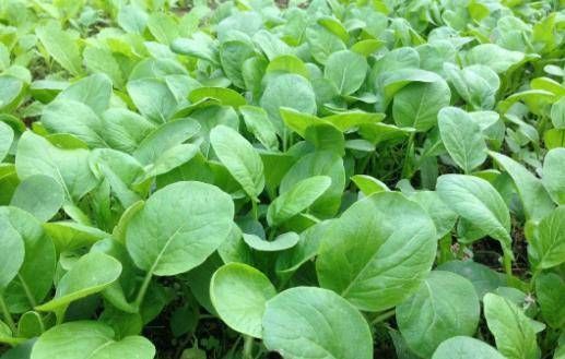  [存活率]你不知道怎么种卷心菜。事实上，你可以用这种方法种植卷心菜。学得快