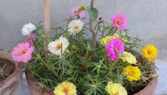  『开爆』“网红”太阳花，一根枝条剪8段，插土里就活，3步轻松开爆盆