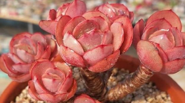  『浇水』多肉植物秀妍应该如何浇水？