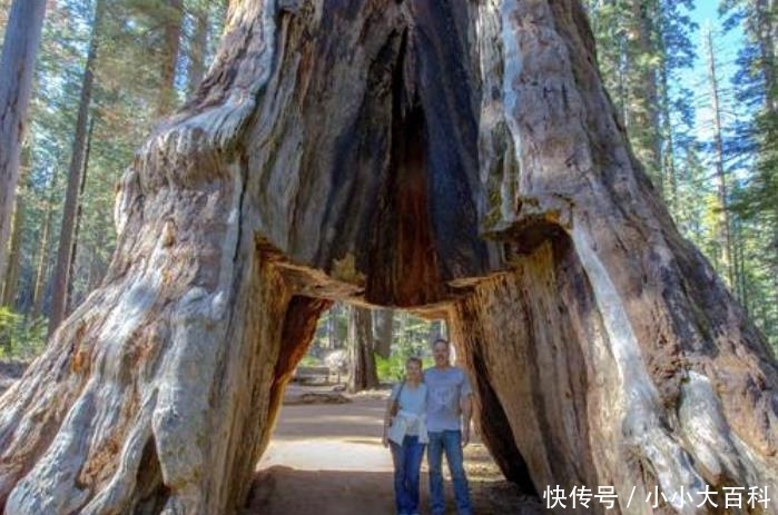 美国1200年大树被挖成隧道，风雨过后轰然倒塌，当地人后悔了！