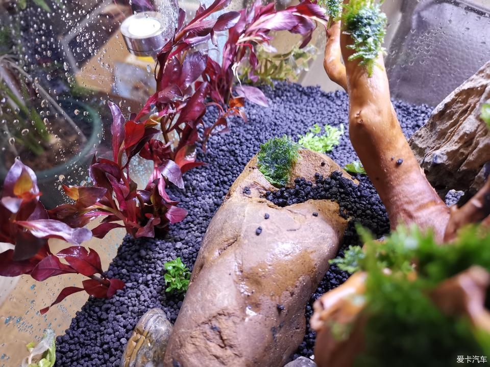  『水质』我家的花花草草第十四季-新手折腾水草缸