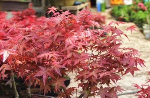  「珊瑚果冻」喜欢玫瑰，不如养盆“国华系列”国华典礼，花开妖娆，高贵优雅！