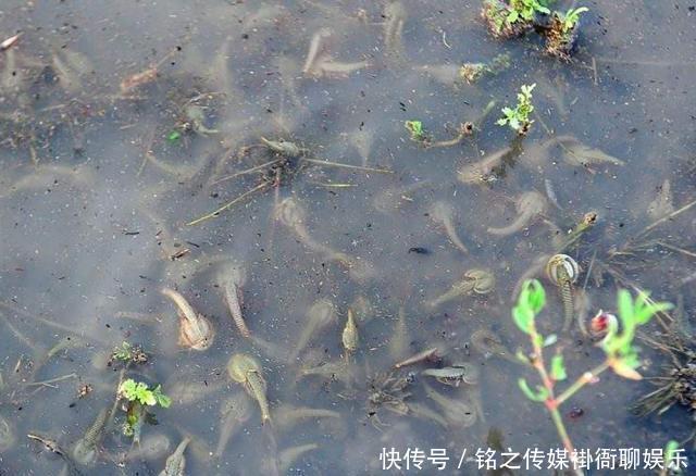  【稻田】稻田里一种益虫，寿命只有90多天，我国仅存一种，如今