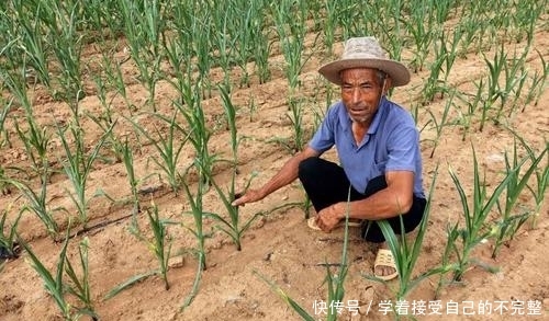  【调整】农村粮补政策有所调整，这4类人不能再领，农民别因小失