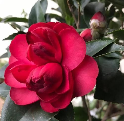  『施加肥料』茶花掉花苞咋办？就是没有注意这几点，现在挽救还不晚！