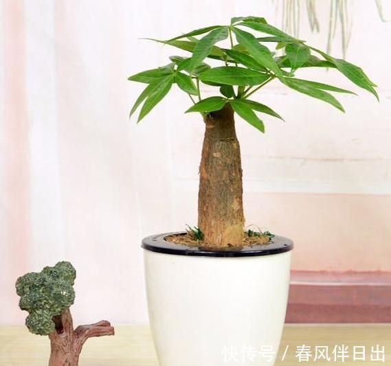  【日常】看腻了绿萝、吊兰，就居家养盆发财树，日常注意3点枝繁叶茂