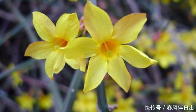  种能@养花就养种能爆盆的，开花量大颜色漂亮，家里养一盆，养出小花园