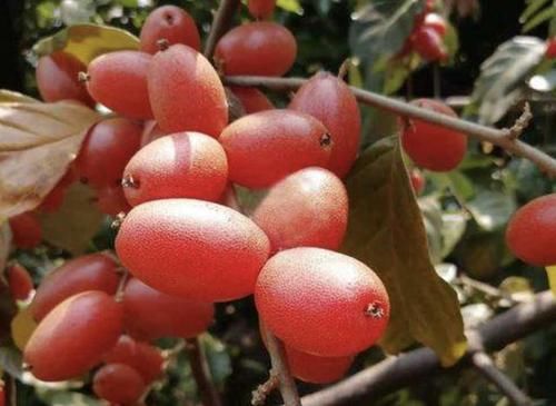  『观赏价值』别看1种果子像“枣子”，殊不知珍贵，农地里要是有，要珍惜！