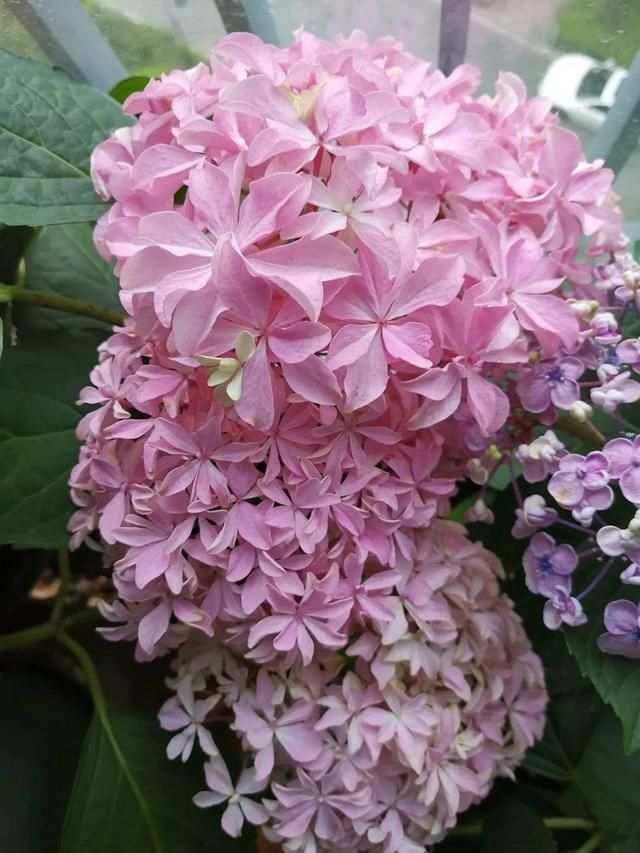 「球老师爱吃薄荷冰淇」封闭阳台养花,防盗窗有大用,1平米也能变花园!